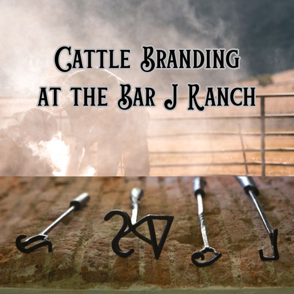 Ellsworth - Cattle Branding at the Bar J Ranch