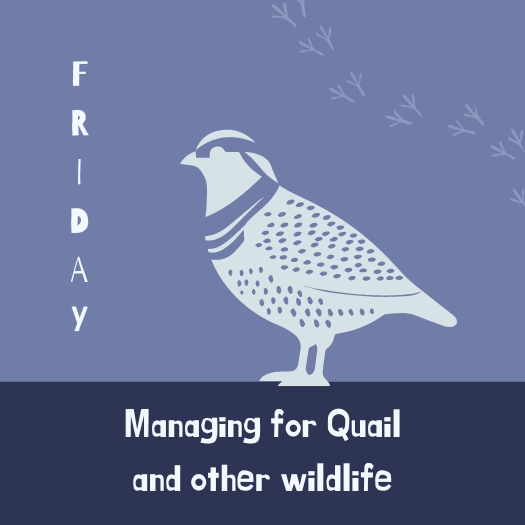 Lincoln - Managing for Quail and other wildlife